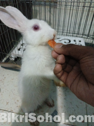 খোরগোশ